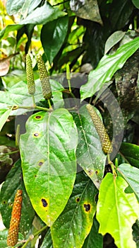 Closeup photo of long piper retrofractum, Javanese chili. Useful as a spice and efficacious treatment.