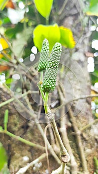 Closeup photo of long piper retrofractum, Javanese chili. Useful as a spice and efficacious treatment.