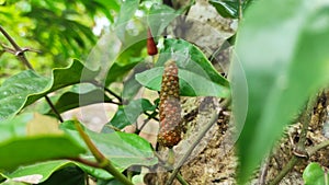 Closeup photo of long piper retrofractum, Javanese chili. Useful as a spice and efficacious treatment.