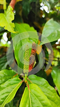 Closeup photo of long piper retrofractum, Javanese chili. Useful as a spice and efficacious treatment.