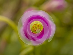 Closeup Photo of Lucky clover