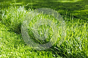 Closeup photo of lush, fresh green grass on the lawn in the garden in sunny day. Mowing, cut lawn, ecological resources