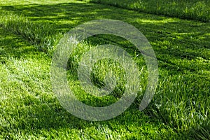 Closeup photo of lush, fresh green grass on the lawn in the garden in sunny day. Mowing, cut lawn, ecological resources