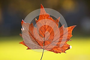 Closeup view of a dried maple leaf