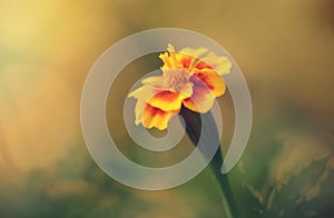 Closeup photo of a marigold flower