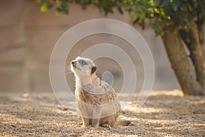 Closeup photo of a Meerkat Suricata suricatta sitting on the ground on a sunny day