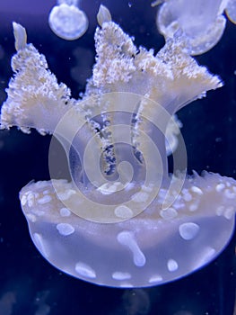 Closeup photo of a moon jellyfish