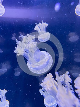 Closeup photo of a moon jellyfish