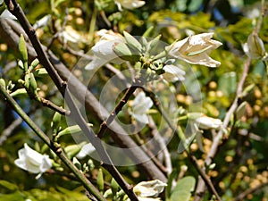 Closeup photo of an Orchard tree in bloom with beautiful white flowers shimmering in the sunlight