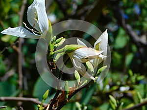Closeup photo of an Orchard tree in bloom with beautiful white flowers shimmering in the sunlight