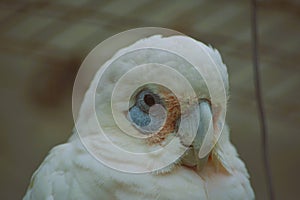 A closeup photo of a Parrot\'s head.