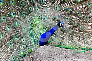 Closeup photo with peacock with the open tail and big blue-green eyespot