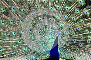 Closeup photo with peacock with the standing open tail and big blue-green eyespot