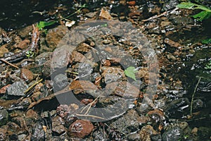 closeup photo of pebbles in the drain