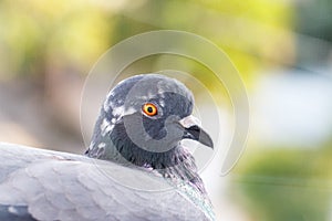 Closeup photo of pigeon day time,Pigeon sitting on the fence