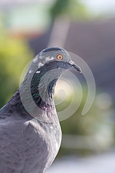 Closeup photo of pigeon day time,Pigeon sitting on the fence