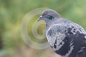 Closeup photo of pigeon day time,Pigeon sitting on the fence