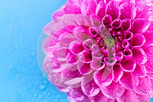 Closeup photo of pink flowers dahlia