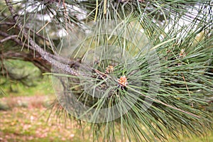 Closeup Photo Pinus Pinaster, Commonly Known As The Maritime Pine Or Cluster Pine, Is A Pine Native To The Mediterranean Region