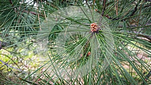 Closeup Photo Pinus Pinaster, Commonly Known As The Maritime Pine Or Cluster Pine, Is A Pine Native To The Mediterranean Region