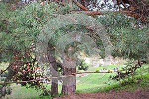 Closeup Photo Pinus Pinaster, Commonly Known As The Maritime Pine Or Cluster Pine, Is A Pine Native To The Mediterranean Region