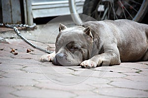 Closeup photo of pitbull dog.