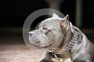 Closeup photo of pitbull dog.