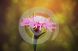 Closeup photo of a purple wildflower