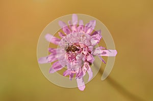 Closeup photo of a purple wildflower