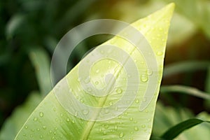 Closeup photo of raindrops on fresh green leaf of Bird`s nest fern under sunlight, is an epiphytic plant in Aspleniaceae