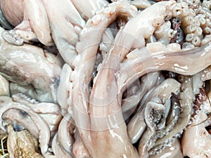 Closeup photo of raw and slimy octopus tentacles with suckers