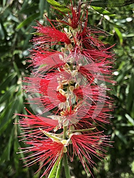 Photo of a bottle brush plant. photo