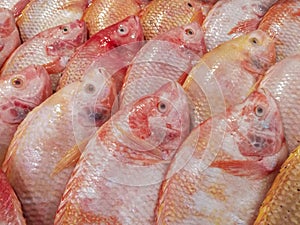 Closeup photo of Red Tilapia Fish on shelf.