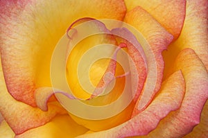 Closeup photo of rose flower photo