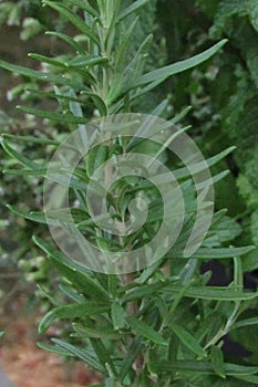 Rosemary growing on the herb garden