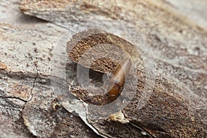 Rushia parreyssii on pine bark