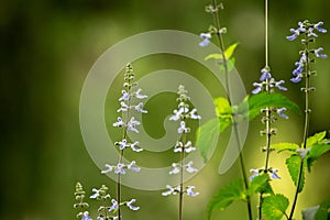 Closeup photo of a Salvia uliginosa. Nature background