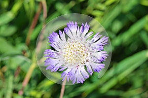 Scabiosa calocephala flower , flora of Iran photo