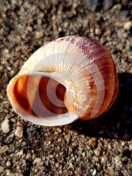 Empty snail shell
