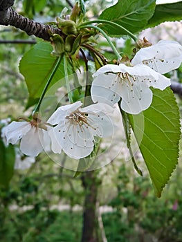 Closeup photo of some fresh charry flowers between green leaves on the branch showing blossom season blurred background