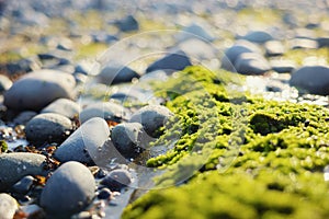 Closeup photo of some pebble stones and moss