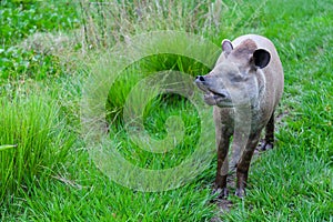 Closeup photo of a South American Tapir Scientific Name: Tapirus terrestris