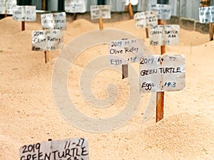 Closeup photo of special signs on the place of turtle eggs layings in the sand