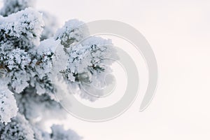 Closeup photo of spruce tree branch covered with hoarfrost after very cold night