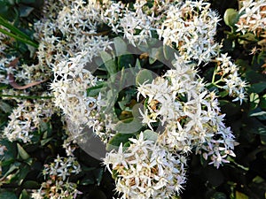 Closeup photo of a succulent lucky money tree with beautiful star shaped white and pink flowers in bloom