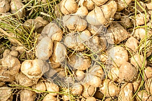 Closeup photo of sweet turnip, jicama