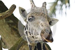 The closeup photo taken on the head of a Giraffe in the wild