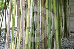 A closeup photo taken on some green bamboo sticks branches