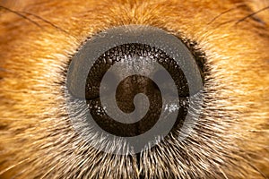 Closeup photo of texture on a dog\'s nose