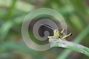 Closeup photo of a tiny grasshopper on the leaf